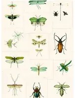 Mindthegap Carta da parati Entomology - WP20234
