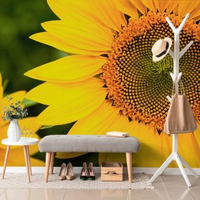 Carta da parati – Girasole giallo