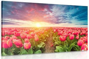Stampa su tela – Alba sopra il prato con tulipani