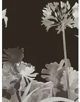 Paint & Paper Library Carta da parati panoramica Aloe Walk - Perse Grey