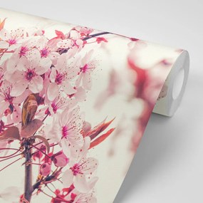 Carta da parati autoadesiva – Fiori di ciliegio rosa