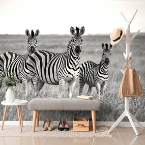 Carta da parati autoadesiva – Tre zebre in bianco e nero nella savana