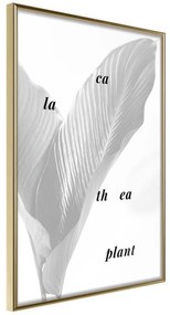 Poster  Calathea Leaves  Cornice Quadri Cornice d'oro, Larghezza x Altezza Home decor 20x30