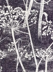 Cow Parsley - Designtapete von Cole and Son - Mokka