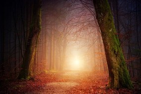 Carta da parati – Bosco dai colori fiabeschi