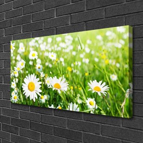 Quadro stampa su tela Pianta di fiori di margherita 100x50 cm