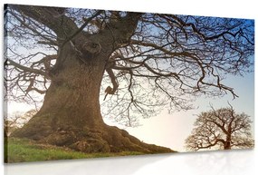 Stampa su tela – Simbiosi degli alberi