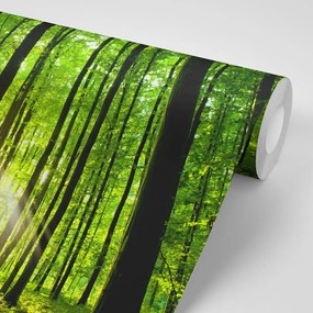 Carta da parati – Freschezza della foresta