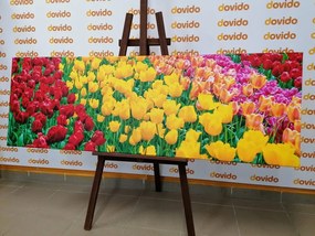 Stampa su tela – Giardino pieno di tulipani