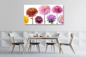 Quadro su tela – Fiori di dalia in design variegato