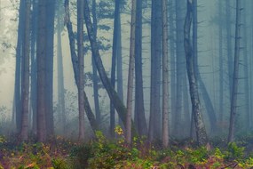 Carta da parati – Bosco misterioso