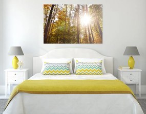 Quadro su tela – Foresta nei colori autunnali