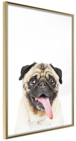 Poster  Funny Pug  Cornice Quadri Cornice d'oro, Larghezza x Altezza Home decor 40x60