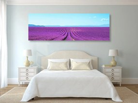Stampa su tela – Campo di lavanda infinito