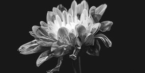 Stampa su tela – Margherita in bianco e nero