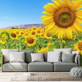 Carta da parati – Campo di girasoli