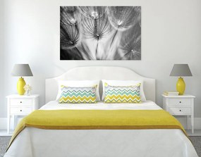 Quadro su tela – Soffione in bianco e nero