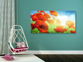 Quadro su tela – Papavero sul prato