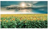 Stampa su tela Sunflowers, multicolore 80 x 135 cm