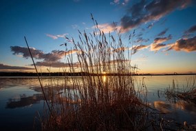 Carta da parati autoadesiva – Steli d'erba al lago