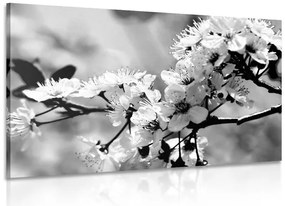 Stampa su tela – Fiore di ciliegio in bianco e nero