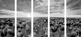Quadri 5 pezzi – Alba su un prato con tulipani in bianco e nero
