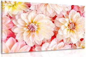 Stampa su tela – Fiori delicati di dalia