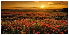 Stampa su tela Poppies field, multicolore 70 x 140 cm