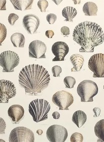 John Derian Carta da parati Captain Thomas Brown Shells - Oyster