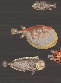 Acquario - Designtapete von Cole and Son - Schwarz/ bunt