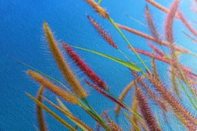 Quadro su tela – Erba selvaggia sotto il cielo blu