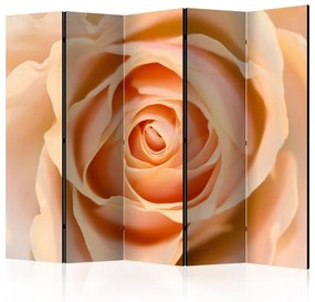 Paravento Peachcolored rose II [Room Dividers]