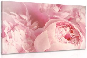 Stampa su tela – Petali di fiore