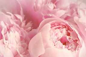 Stampa su tela – Petali di fiore