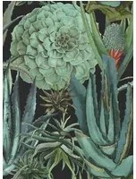 Mindthegap Carta da parati Succulentus - WP20167