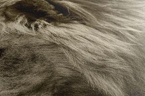 Stampa su tela – Leone africano in seppia