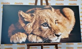 Quadro su tela – Cucciolo di leone