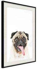 Poster  Funny Pug  Cornice Quadri Cornice nera con pass-partout, Larghezza x Altezza Home decor 20x30