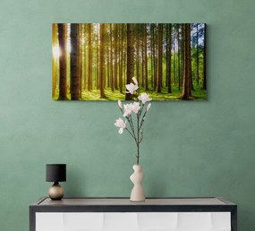 Stampa su tela – Mattina nella foresta