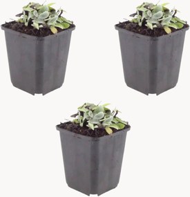 Set di 3 piante vere Pearl Strawflower Anaphalis triplinervis