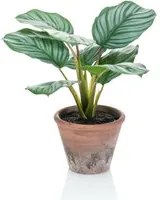 Emerald Calathea Orbifolia Artificiale Terra 32 cm in Vaso 444641