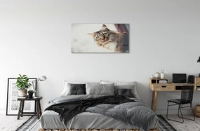 Quadro acrilico Maine Coon Cat 100x50 cm