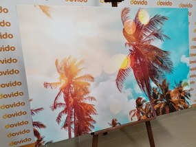 Stampa su tela – Raggi di sole tra le palme
