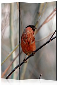 Paravento design Fringuello nella foresta (3 parti) - uccello rossastro tra i rami