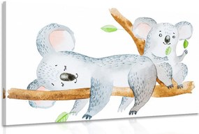 Stampa su tela – Koala adorabili