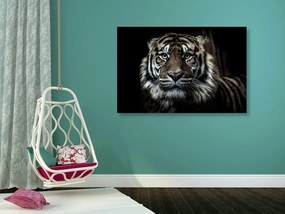 Stampa su tela – Tigre