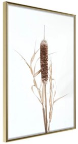 Poster  Typha  Cornice Quadri Cornice d'oro, Larghezza x Altezza Home decor 20x30