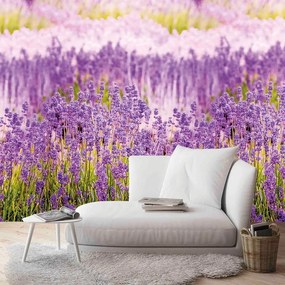 Fotomurale Campo lavanda, viola 159 x 280 cm