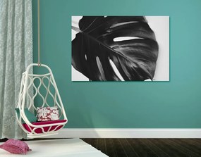 Quadro su tela – Foglia di monstera in bianco e nero