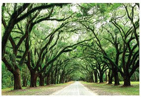 Carta da parati autoadesiva – Alberi in abbraccio